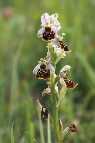 hmyzovník čmeľovitý