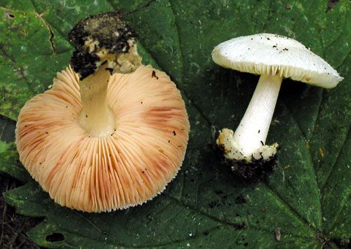 pošvovec malý / kukmák maličký