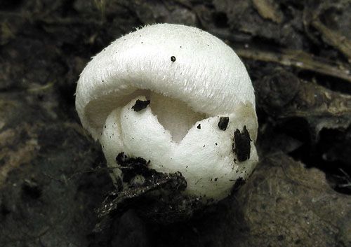 pošvovec malý / kukmák maličký