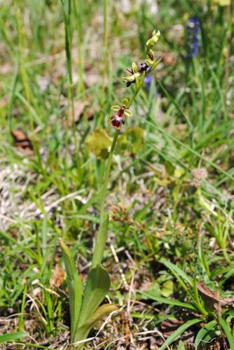 hmyzovník muchovitý