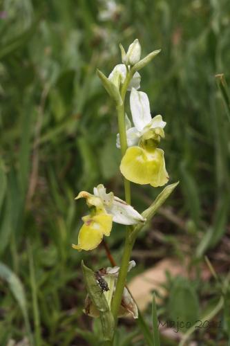 hmyzovník čmeľovitý