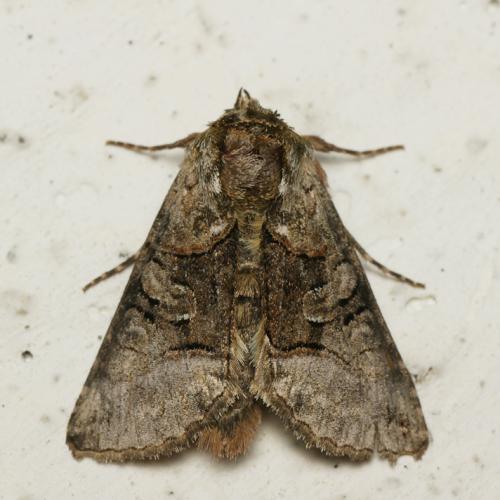 Abrostola sp.