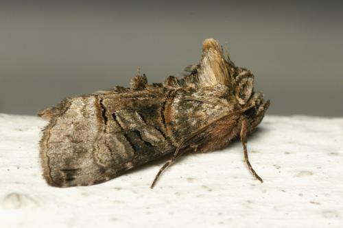 Abrostola sp.