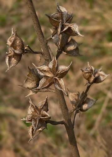 jasenec biely