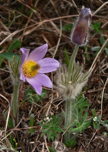poniklec veľkokvetý