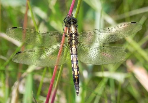 vážka / vážka bělořitná / White-tailed Skimmer