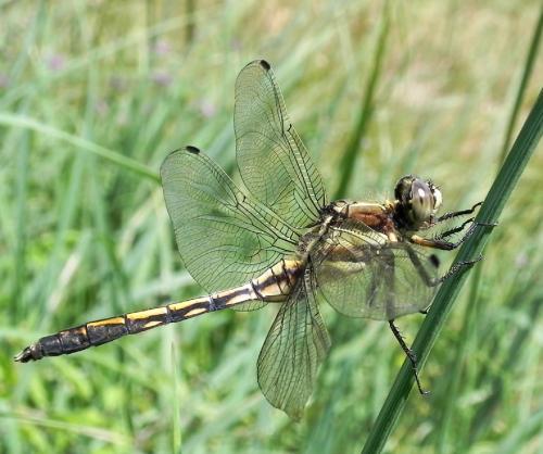 vážka / vážka bělořitná / White-tailed Skimmer