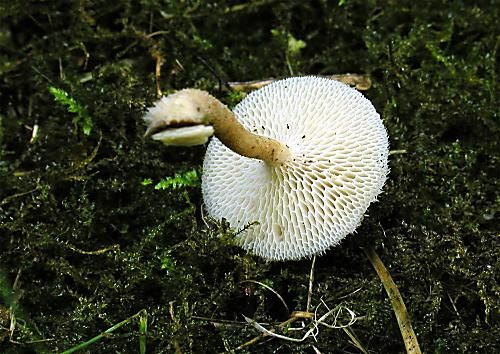 trúdnik plástovitý / choroš plástvový