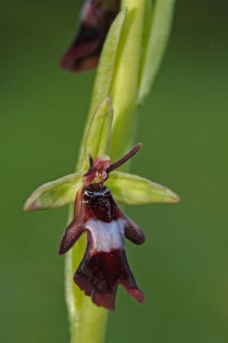 hmyzovník muchovitý