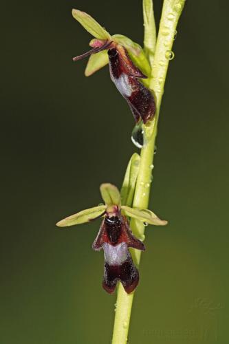 hmyzovník muchovitý