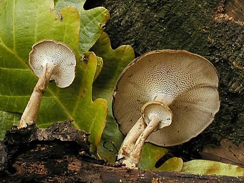 trúdnik zimný / choroš poloplástvový