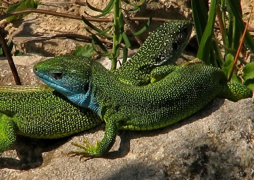 jašterica zelená