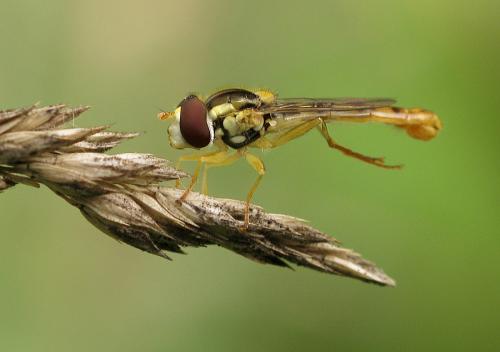 Sphaerophoria scripta