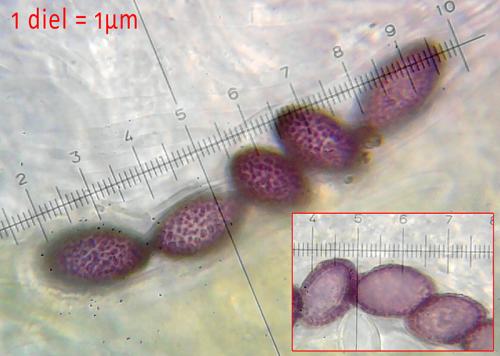 askobol spáleniskový / hovník spáleništní