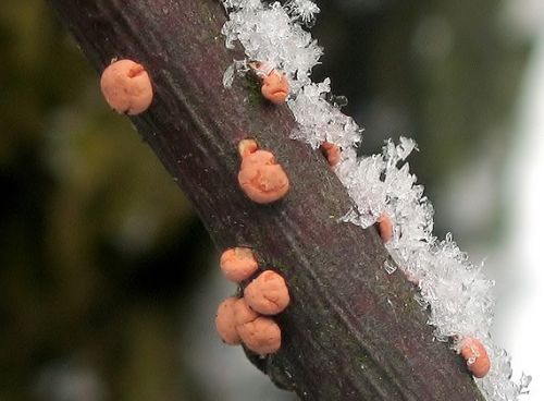 hlivka červená / rážovka rumělková
