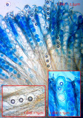 práškovka / poduškovka vyklenutá