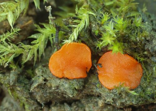 práškovka / poduškovka vyklenutá