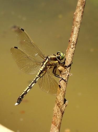 vážka / vážka bělořitná / White-tailed Skimmer