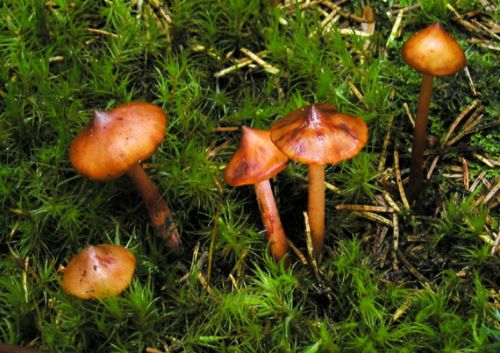 koreňovica škoricovohnedá / kržatka Kristinina