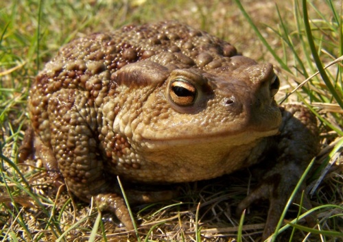 ropucha bradavičnatá