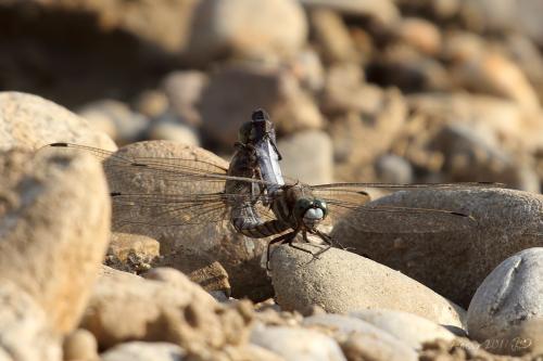 vážka / vážka bělořitná / White-tailed Skimmer