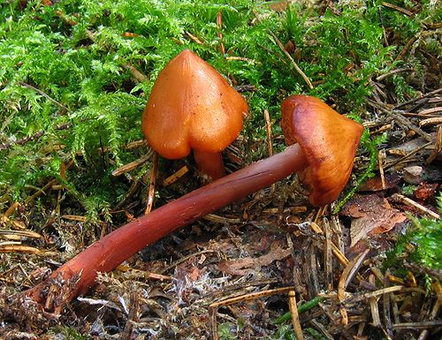 koreňovica škoricovohnedá / kržatka Kristinina