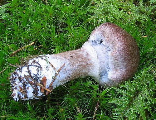 pavučinovec tmavohnedý / pavučinec brunátný