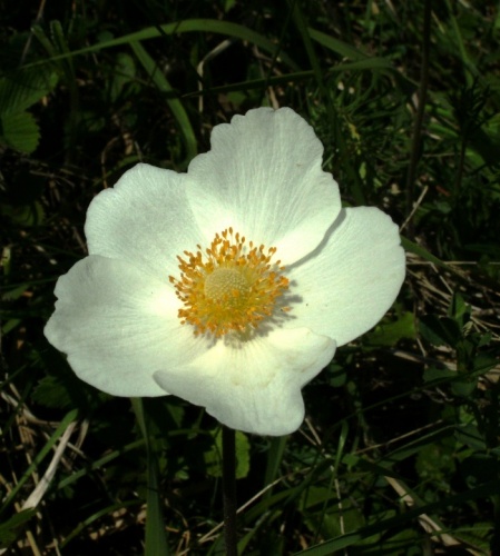 veternica lesná
