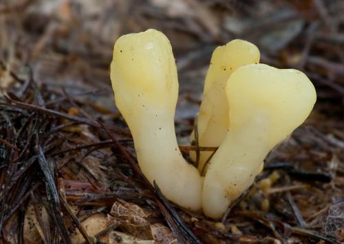 lopatička žltkastá / lopatička kyjovitá