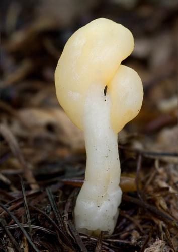 lopatička žltkastá / lopatička kyjovitá