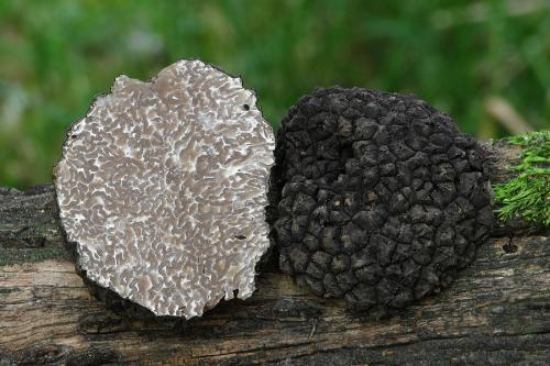 hľuzovka letná / lanýž letní