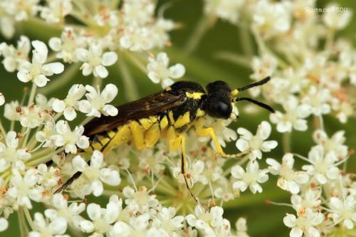Tenthredo sp.