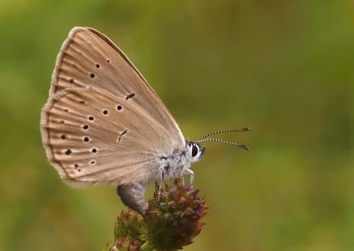 modráčik krvavcový