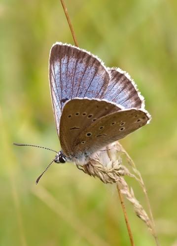 modráčik krvavcový