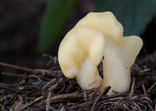 lopatička žltkastá / lopatička kyjovitá