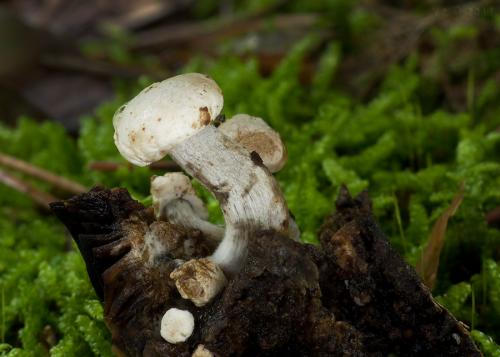 príživnica prášnicovitá / rovetka pýchavkovitá