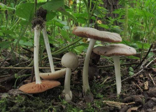 pošvovec popolavý / kukmák myší