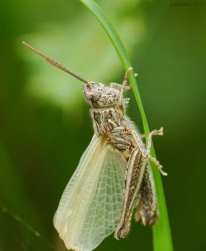 Chorthippus sp.