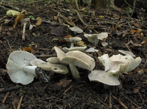 čírovka sivookrová / čirůvka šedožemlová