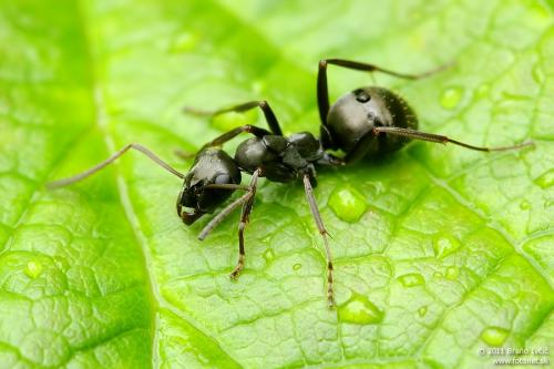 mravec (Formicidae)