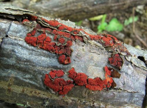 hlivka červená / rážovka rumělková
