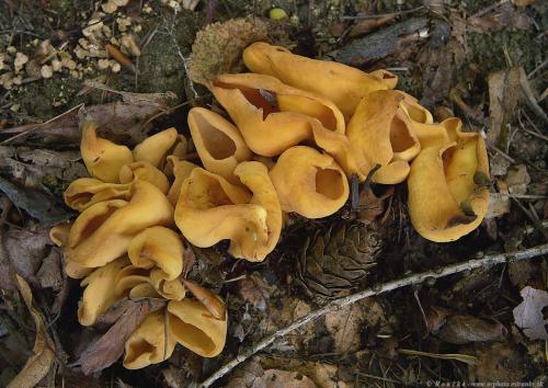 uško oslie / ouško kornoutovité