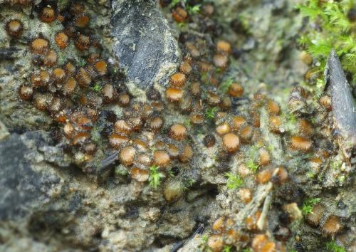 štítovnička / kosmatka