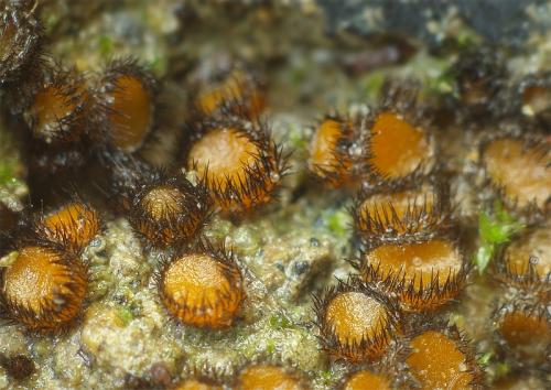 štítovnička / kosmatka