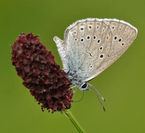 modráčik krvavcový