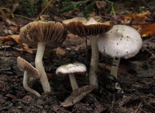 vláknica hlinovolupeňová / vláknice zemní