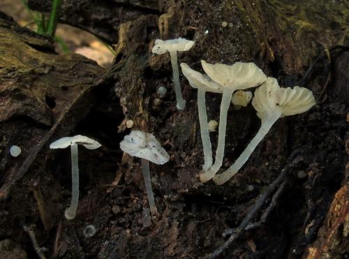 rebernačka drobná / žebernatka maličká