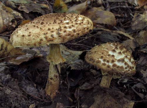 bedlička ostrošupinatá / bedla ostrošupinná