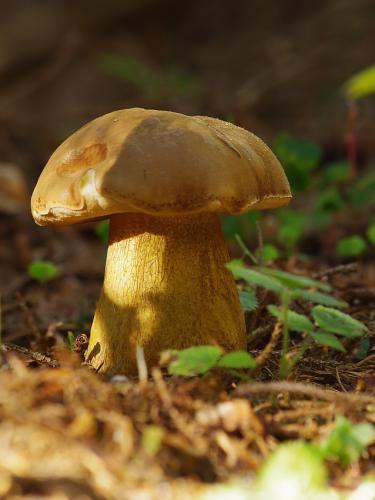 podhríb žlčový / hřib žlučník