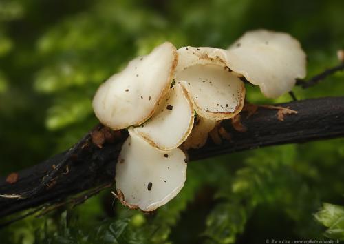 čiašočka belavá / voskovička